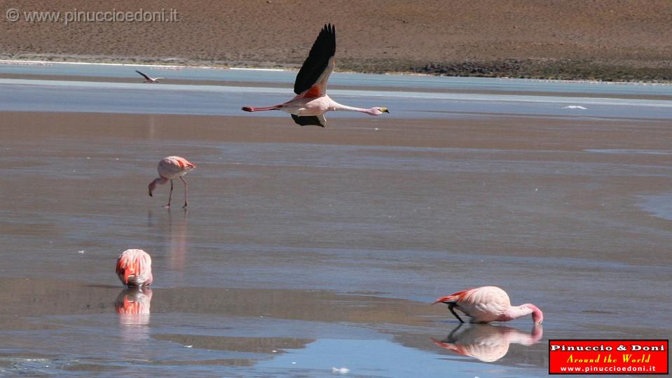 BOLIVIA 2 - Ruta de Las Joyas - Laguna Hedionda - Flamencos - 06.jpg